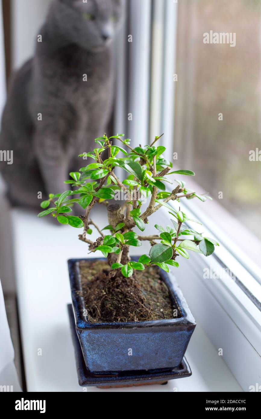 Little bonsai tree Carmona Microphylla growing in a rectangle flower pot (focused) and russian blue cat behind it (defocused) on window sill. Stock Photo