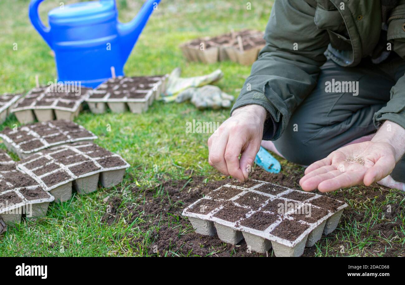 Man (only his hands on the photo, no face) is sowing seeds in many carton containers at the backyard. Stock Photo