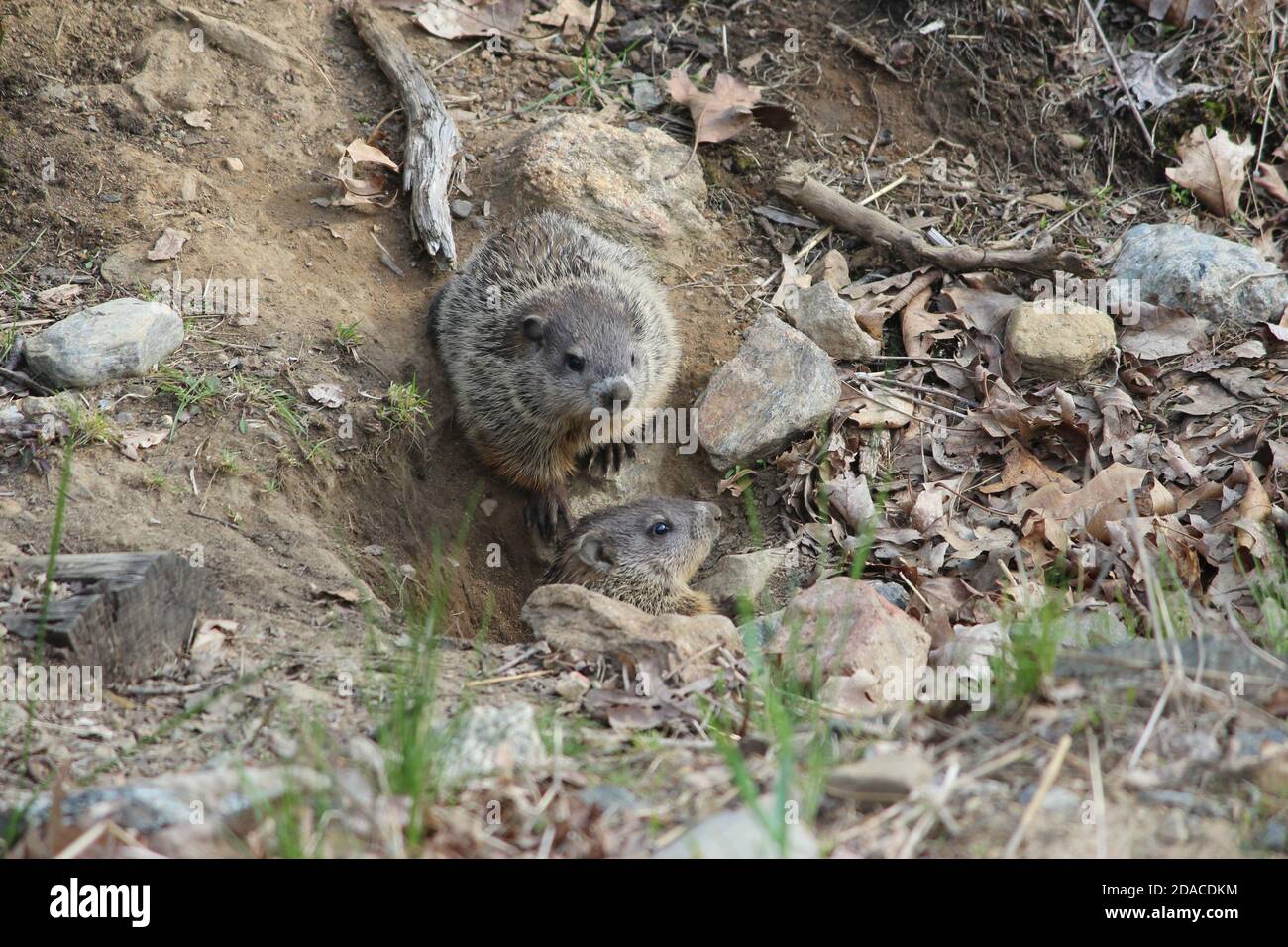 Groundhog burrow hires stock photography and images Alamy