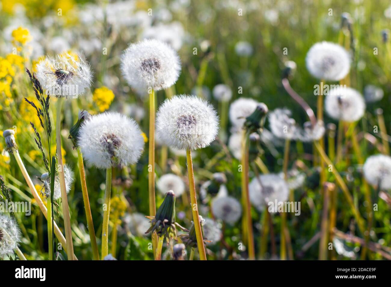 Seed heads of dandelion (Taraxacum) flower growing in a meadow at sunny spring day Stock Photo