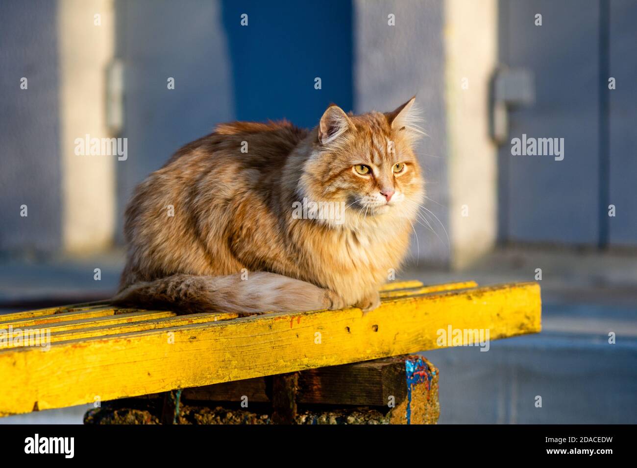 Red fluffy cat on a yellow bench Stock Photo