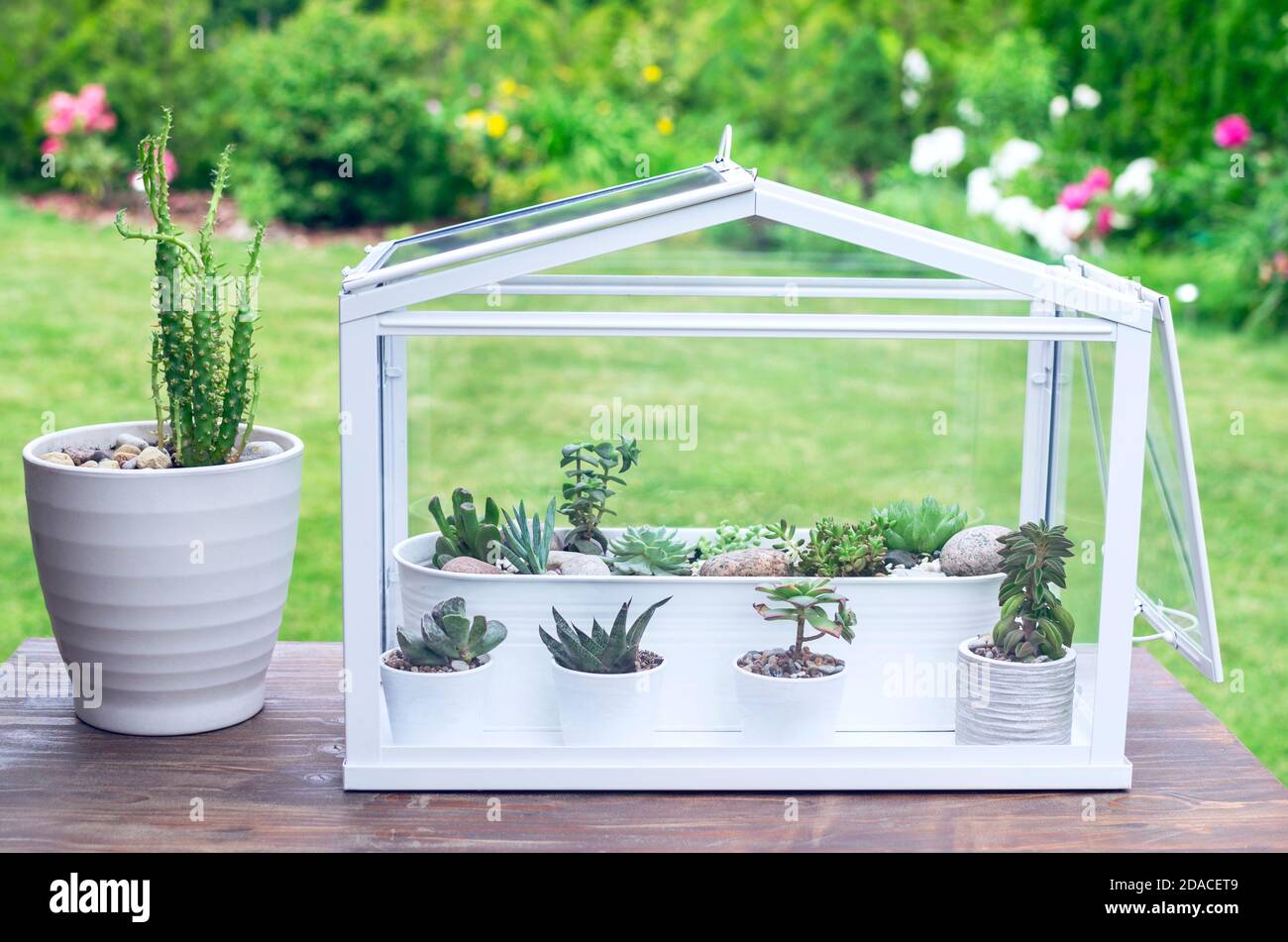 Little greenhouse with composition of different succulents growing in it on the table in the garden at summer Stock Photo