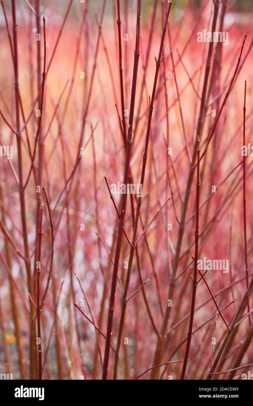 Cornus sericea 'Isanti' stems. Stock Photo