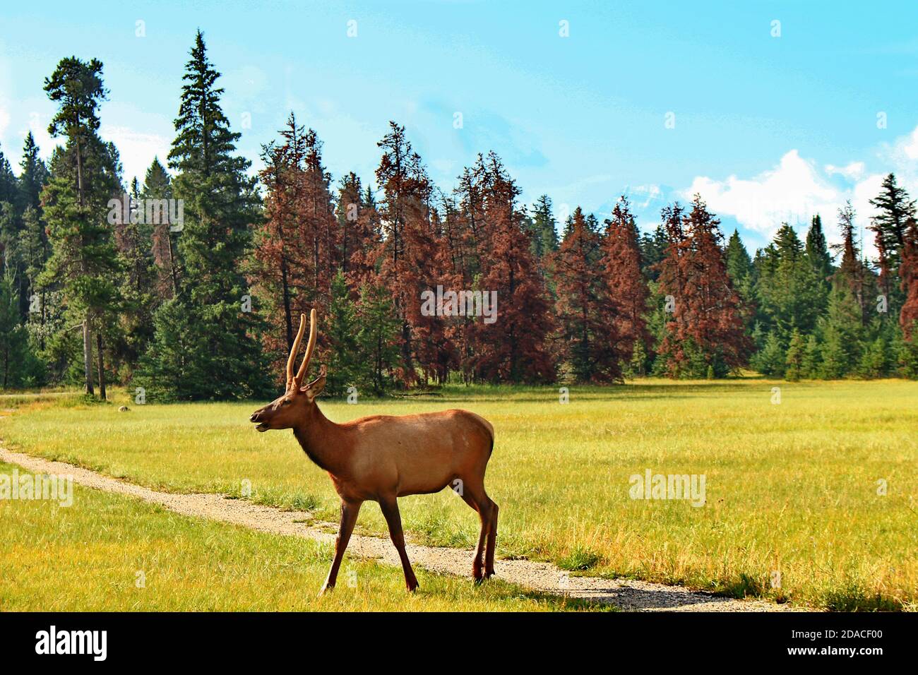 Elk that I saw at intersection of Maligne Lake Road and Old Lodge Road Stock Photo