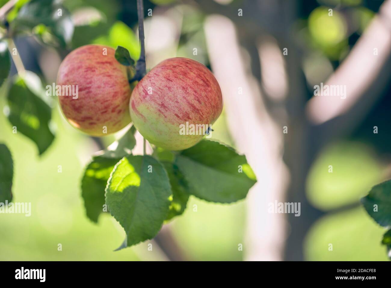 Apple tree branch close up with ripe yellow with red apples at sunny summer day in the fruit garden Stock Photo