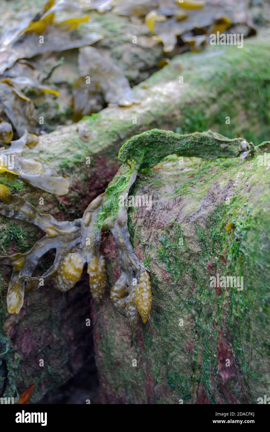 Spiral Wrack (Fucus spiralis) seaweed exposed at low tide Stock Photo