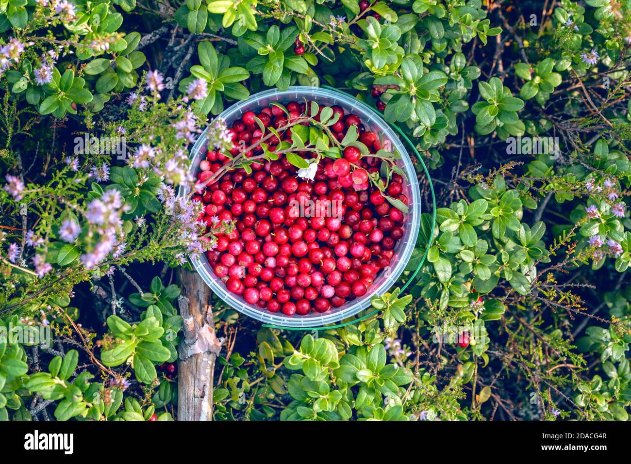 Plastic bucket full of fresh picked lingonberry also partridgeberry, mountain cranberry or cowberry (lat. Vaccinium vitis-idaea) in the forest Stock Photo