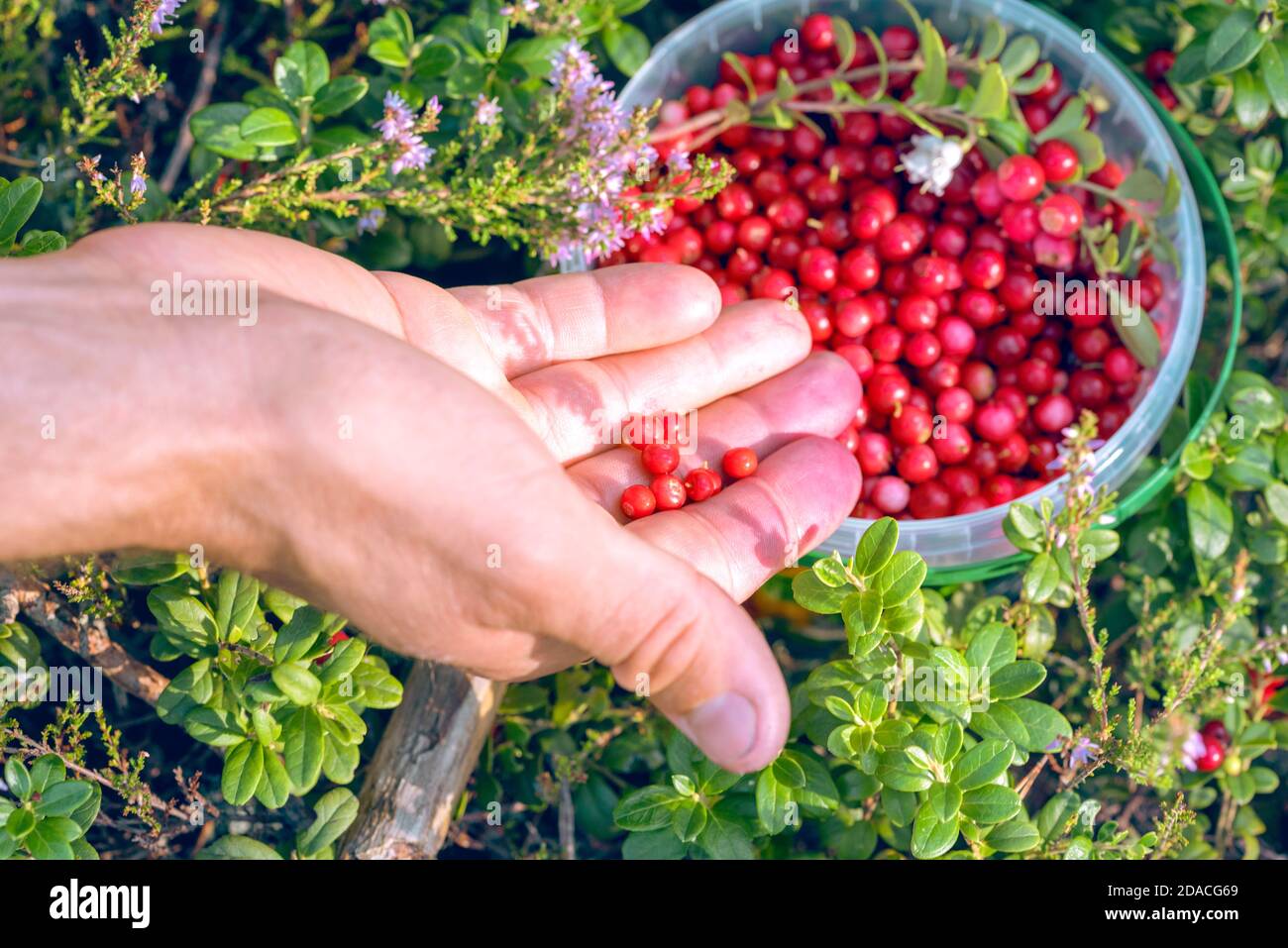 Person puts on forest lingonberry also partridgeberry, mountain cranberry or cowberry (lat. Vaccinium vitis-idaea) in the plastic bucket Stock Photo