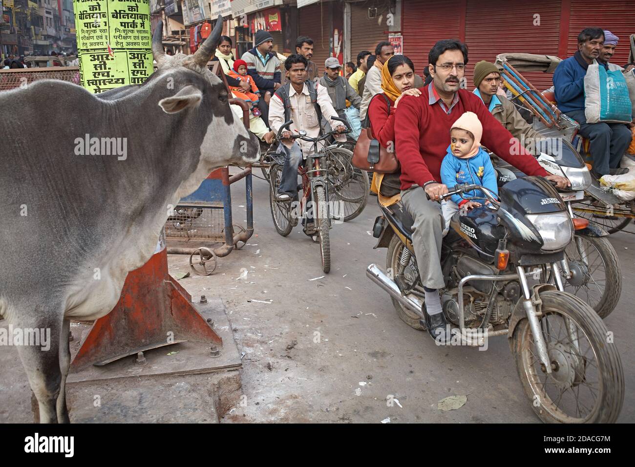 Varanasi, India, January 2009. A family on a motorbike passes in front of a cow on a busy street. Stock Photo