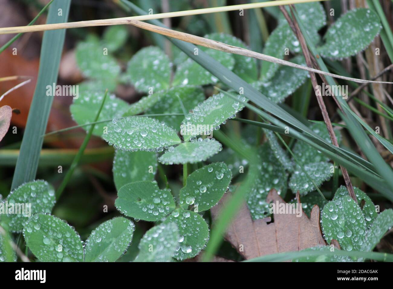 Water droplets on clover Stock Photo