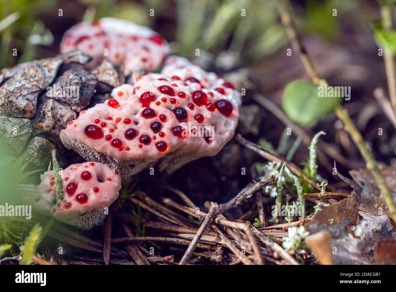 Inedible Hydnellum peckii fungus with funnel-shaped cap with a white edge and bright red guttation droplets, common names: strawberries and cream Stock Photo