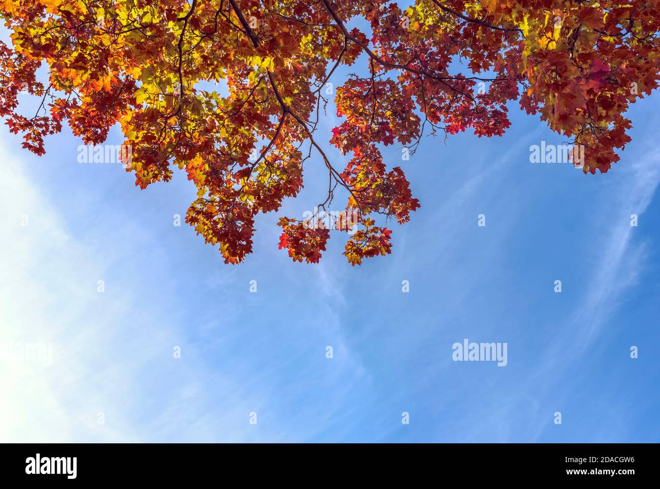 Under maple tree branches with colorful red and yellow leaves on blue ...