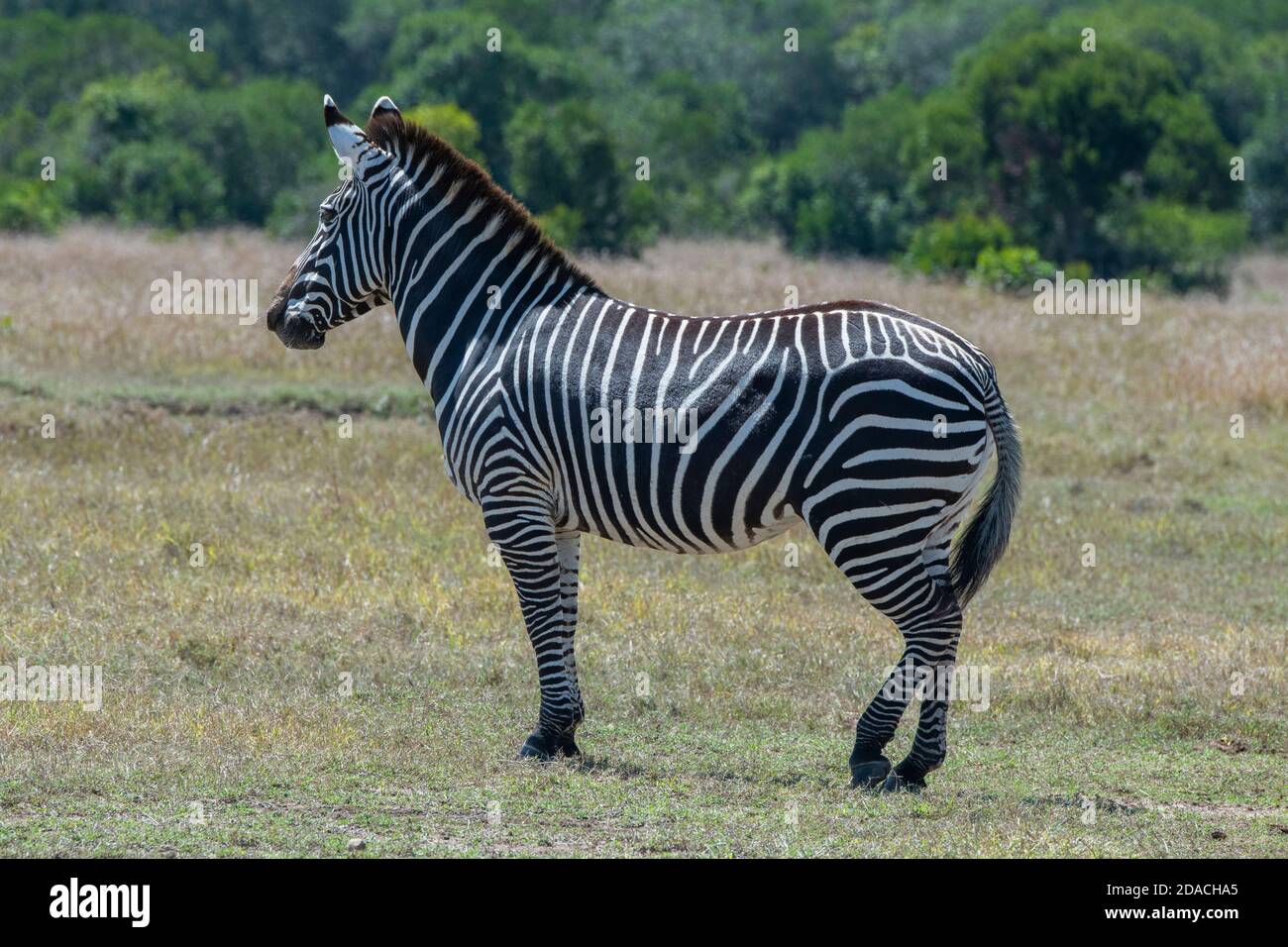 Africa, Kenya, Laikipia Plateau, Northern Frontier District, Ol Pejeta