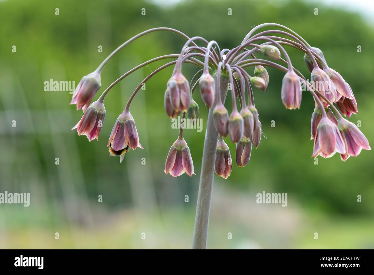 Close up of a honey lily (allium siculum) plant in flower Stock Photo