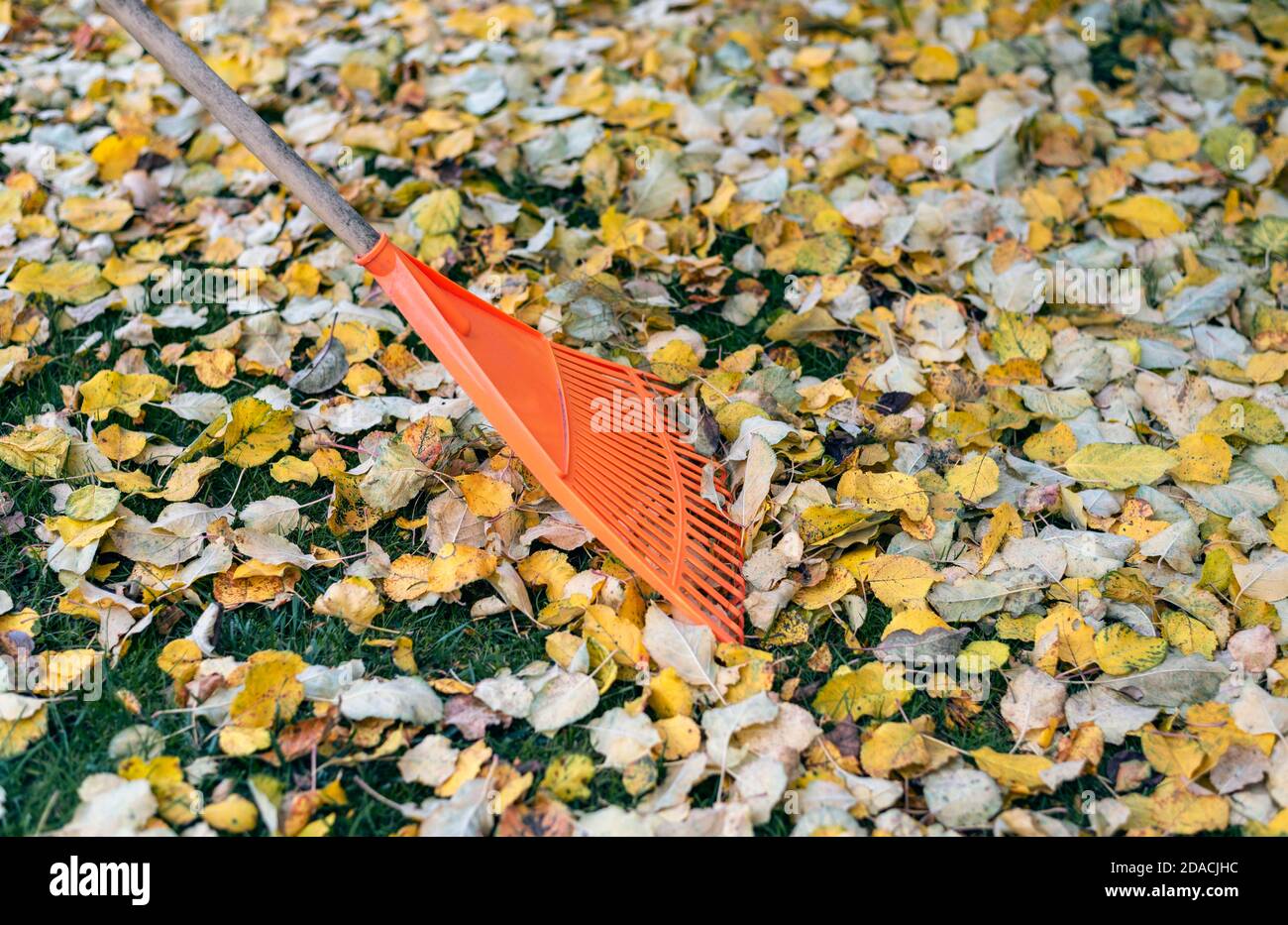 Gardener is raking fallen apple tree leaves in a fruit garden at autumn. Stock Photo