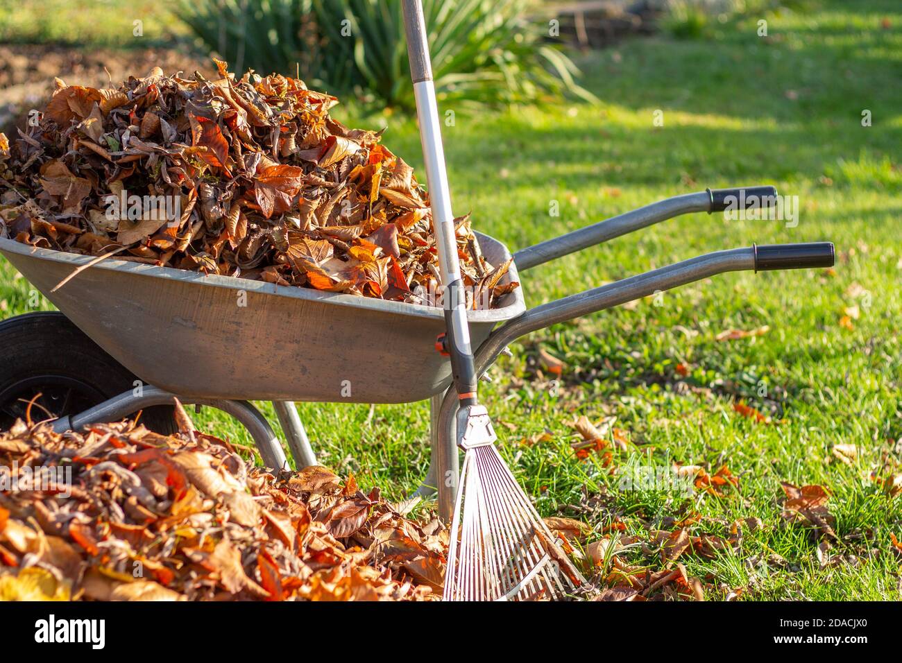 wheelbarrow full of dried leaves, cleaning foliage in the garden Stock Photo