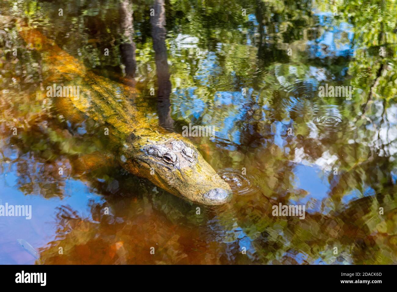 Alligator Mississippiensis barely submerged as the surrounding swamp reflects in the murky water of Davis Bayou, Mississippi Gulf Coast, USA. Stock Photo