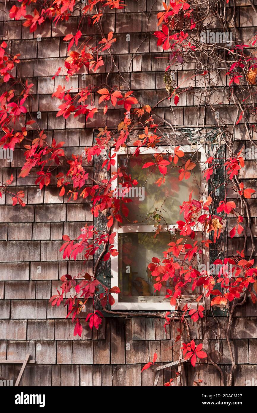 Striking Virginia Creeper red leaf vines around a window on a wood shingle house in Orange County, New York, United States. Stock Photo