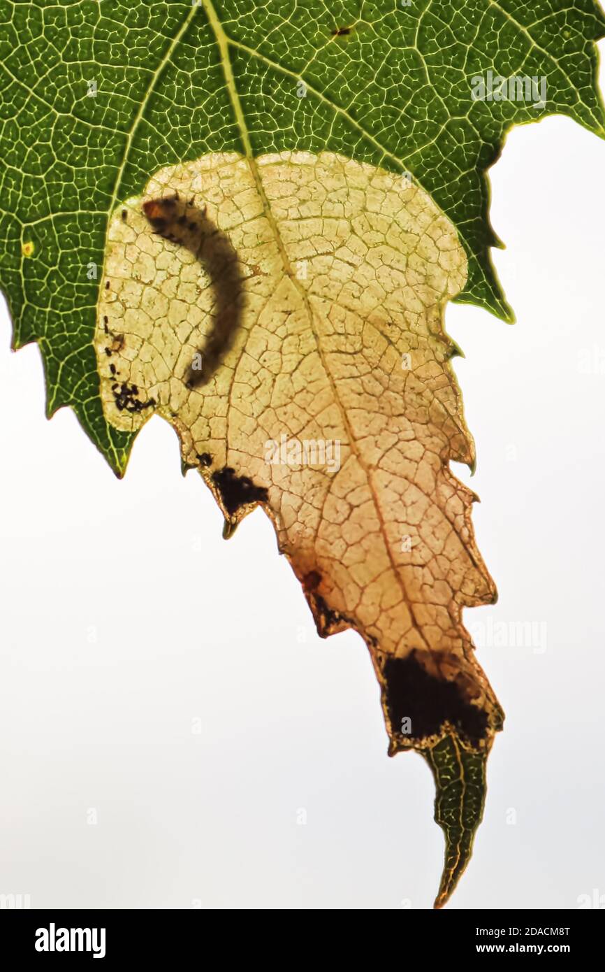Macro vertical view of a leafminer larva pocket Stock Photo