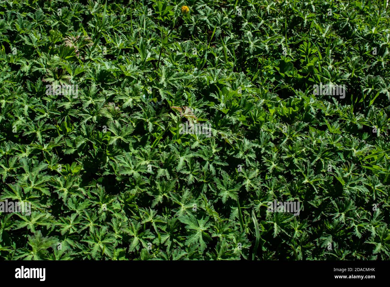 Abstract spring plant texture for natural background. Green Leaf ...