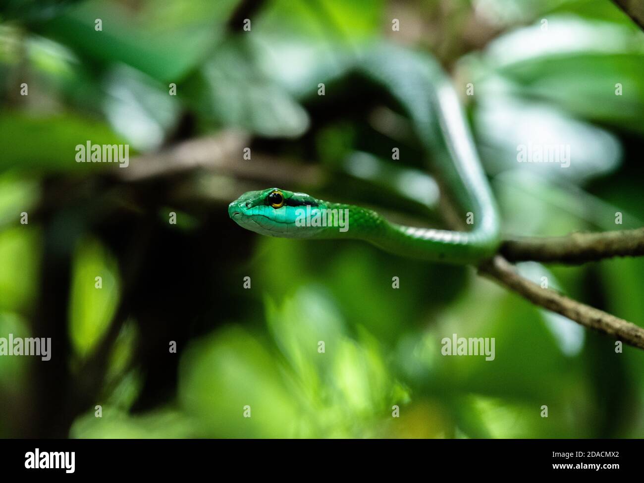 Leptophis ahaetulla, parrot snake, lora, hiding and hanging on tree branch, Rainforest Costa Rica, central america jungle, camouflage, National Park Stock Photo