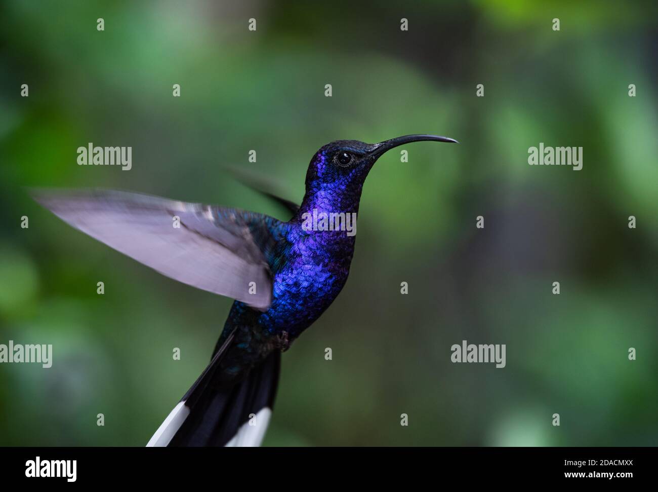 Hummingbird hovering, beautiful flying violet sabrewing, Campylopterus hemileucurus, sharp colorful close up portrait of wild bird in the rainforest Stock Photo