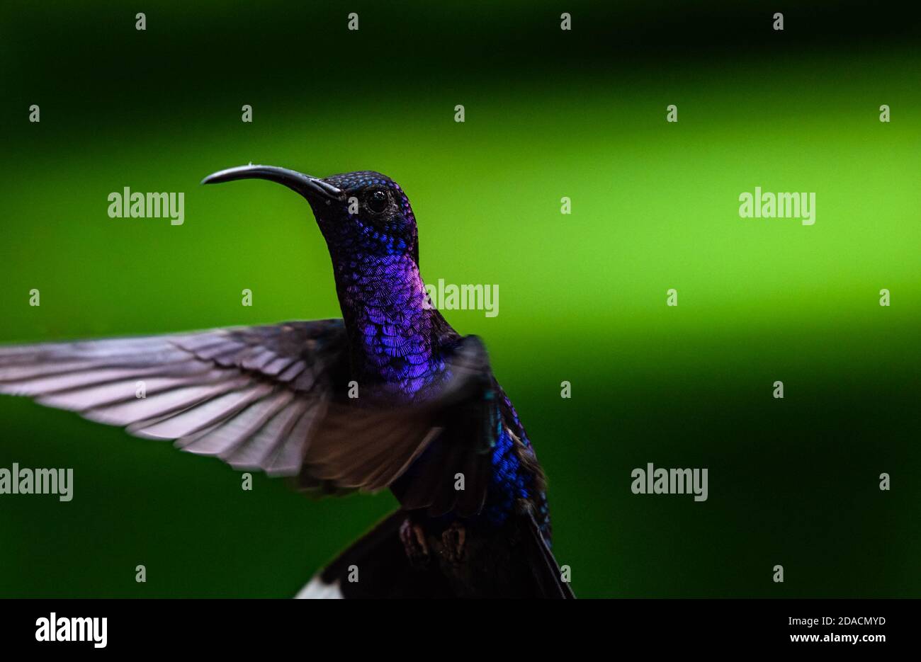 Trochilidae,violet sabrewing, flying Hummingbird, bird hovering, , Campylopterus hemileucurus, sharp colorful close up portrait of wild bird, Animal Stock Photo