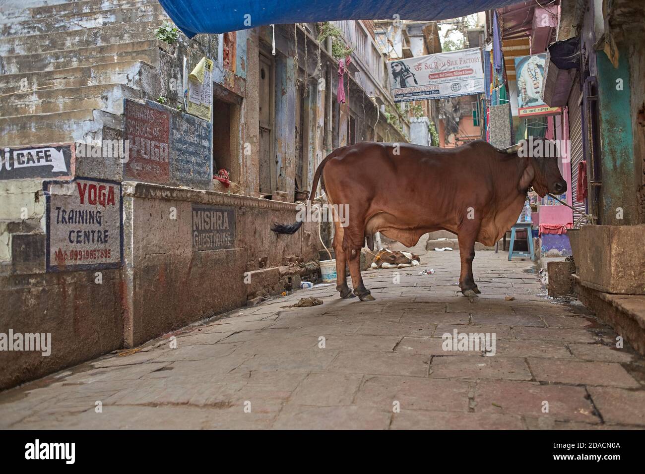 Varanasi, India, December 2011. A sacred cow on a city street. Stock Photo