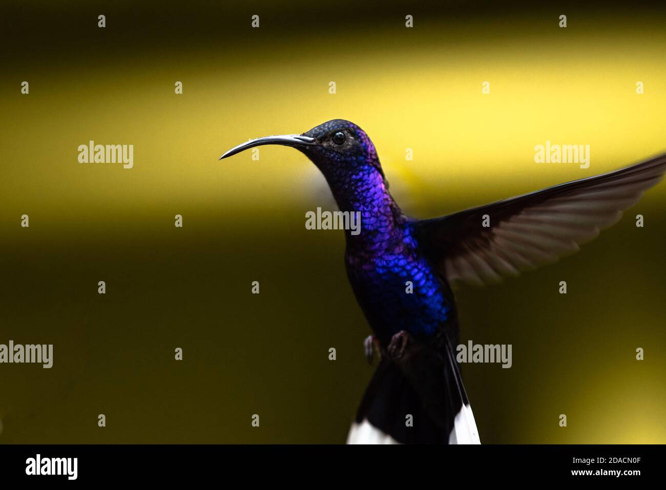 Trochilidae,violet sabrewing, flying Hummingbird, bird hovering, , Campylopterus hemileucurus, sharp colorful close up portrait of wild bird, Animal Stock Photo