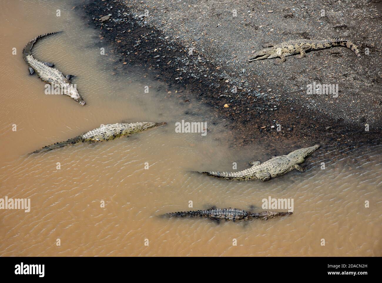 American crocodile, Costa rica, Crocodylus acutus, wild exotic dangerous, river sunbathing, croco family, relaxing on riverside and in the water Stock Photo
