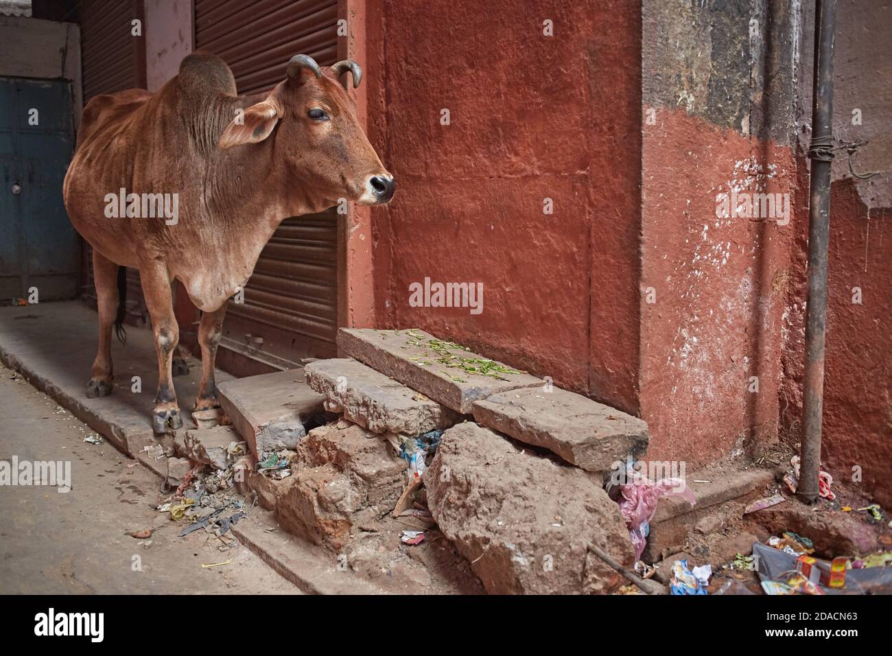 Varanasi, India, December 2011. A sacred cow on a city street. Stock Photo