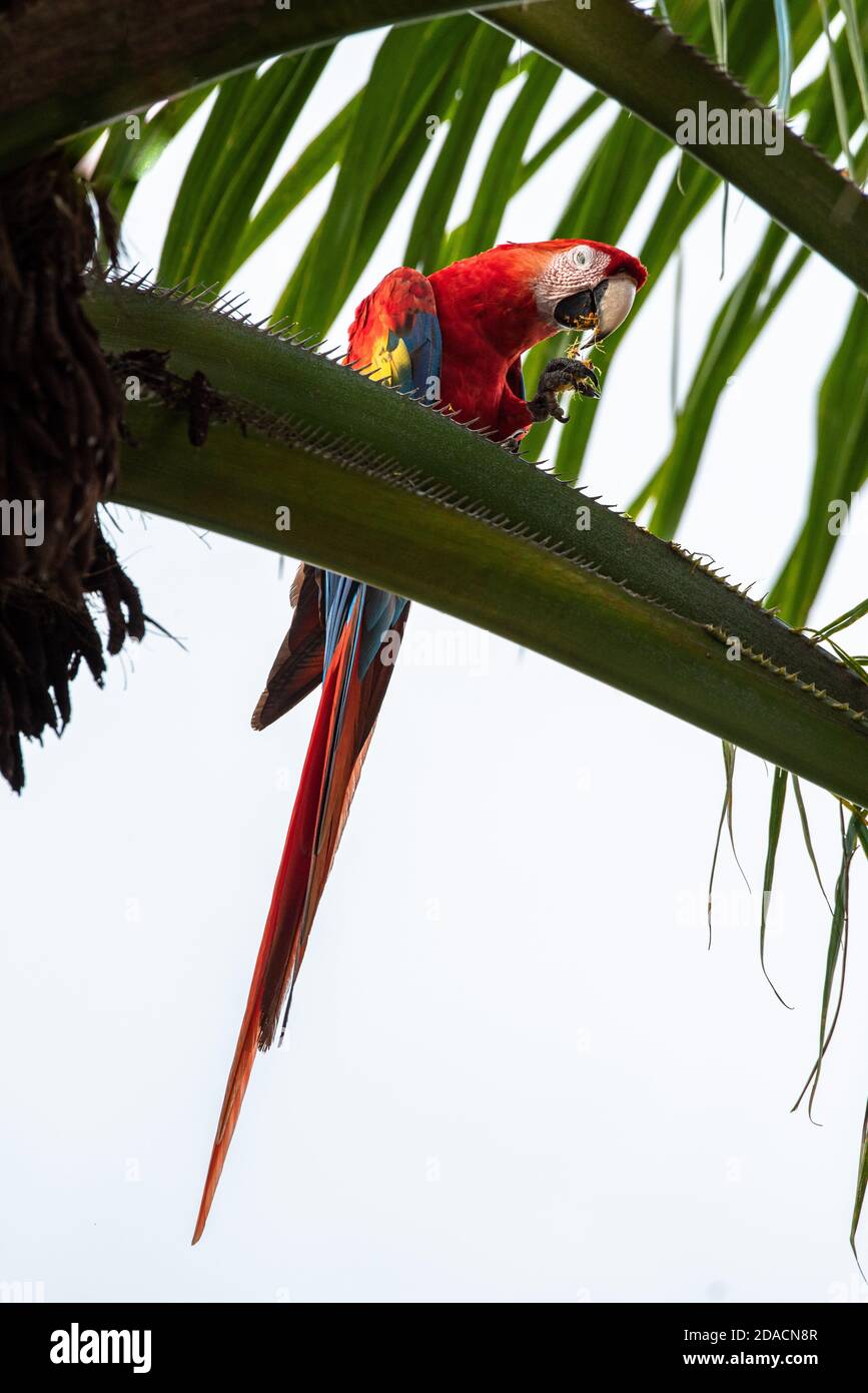 Colorful Parrot, beautiful Scarlet macaw, Ara macao, Wild Red Yellow Blue colored Bird, adorable macaw in Costa Rica, posing on palm tree, perfect pic Stock Photo