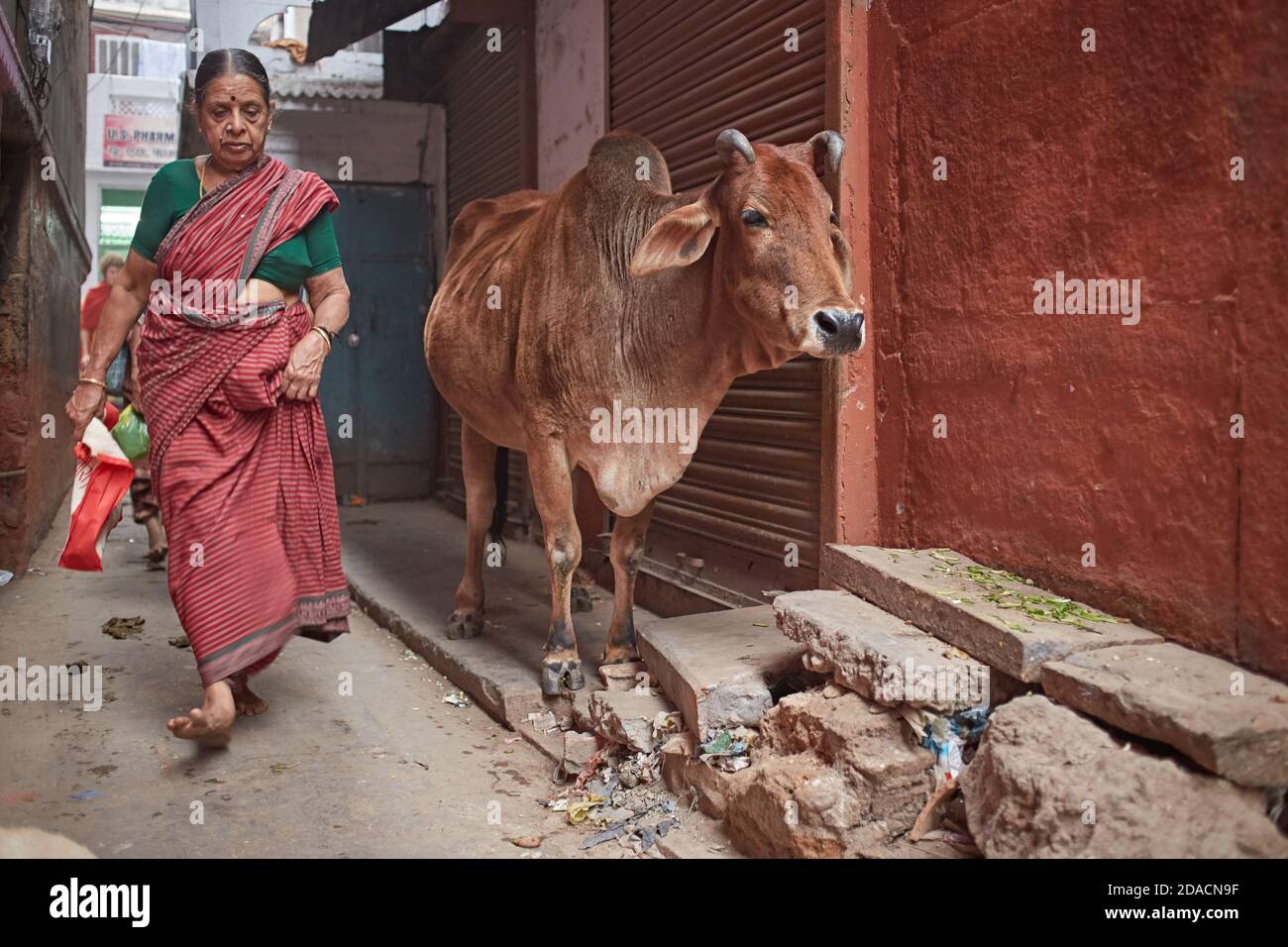 Varanasi, India, December 2011. A sacred cow on a city street. Stock Photo