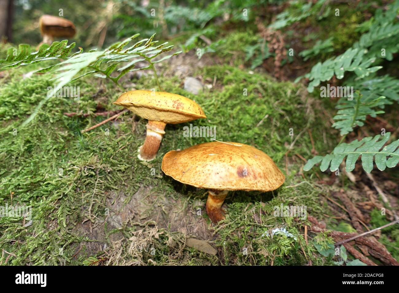 Goldröhrling, GoldRöhrling oder Goldgelber LärchenRöhrling (Suillus