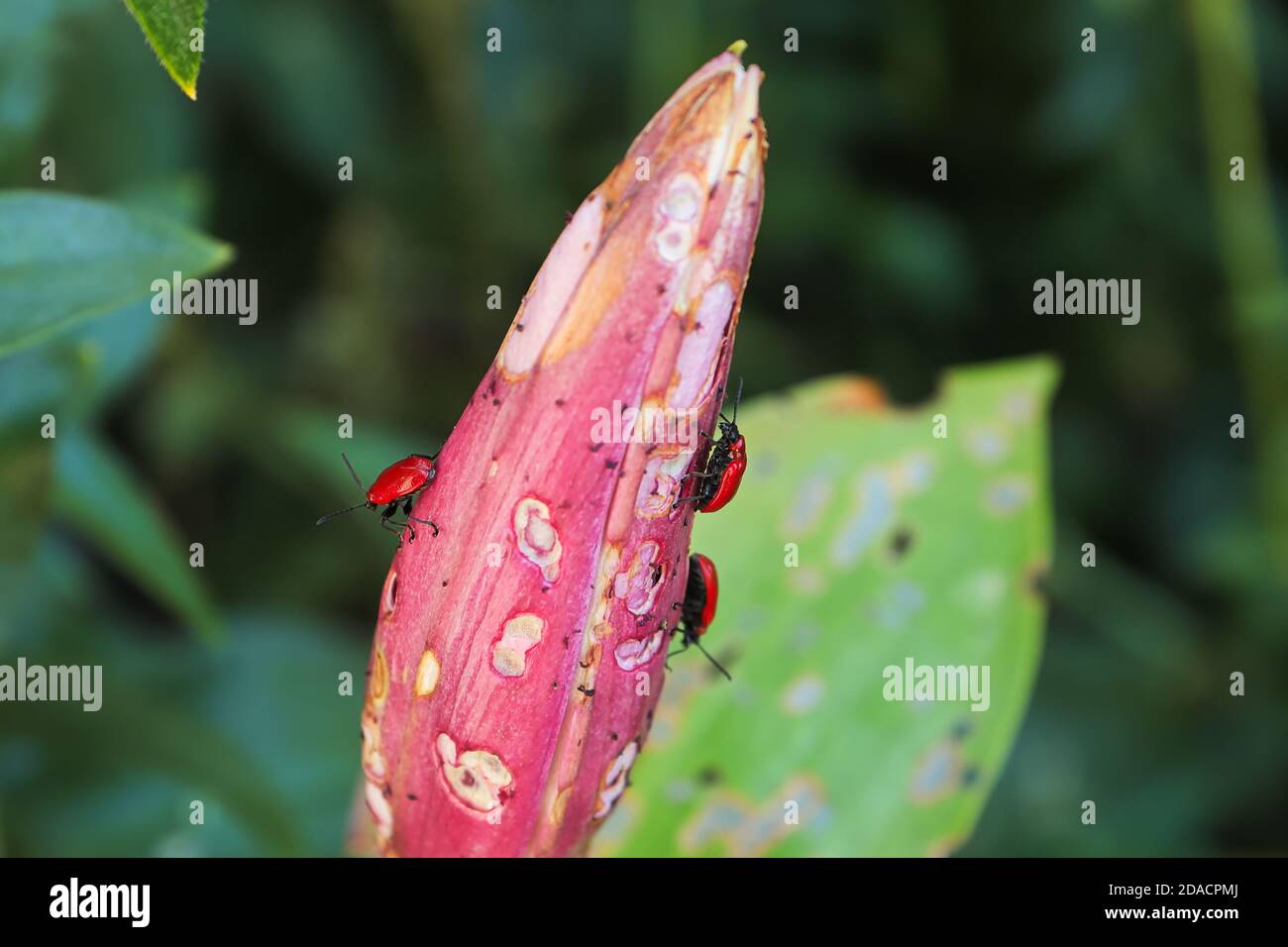 Closeup view of a lily head covered in holes caused by beetles Stock