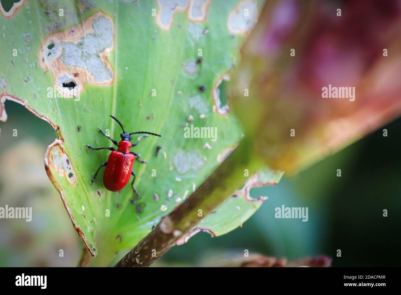 Macro view of a lilly beetle on a leaf Stock Photo
