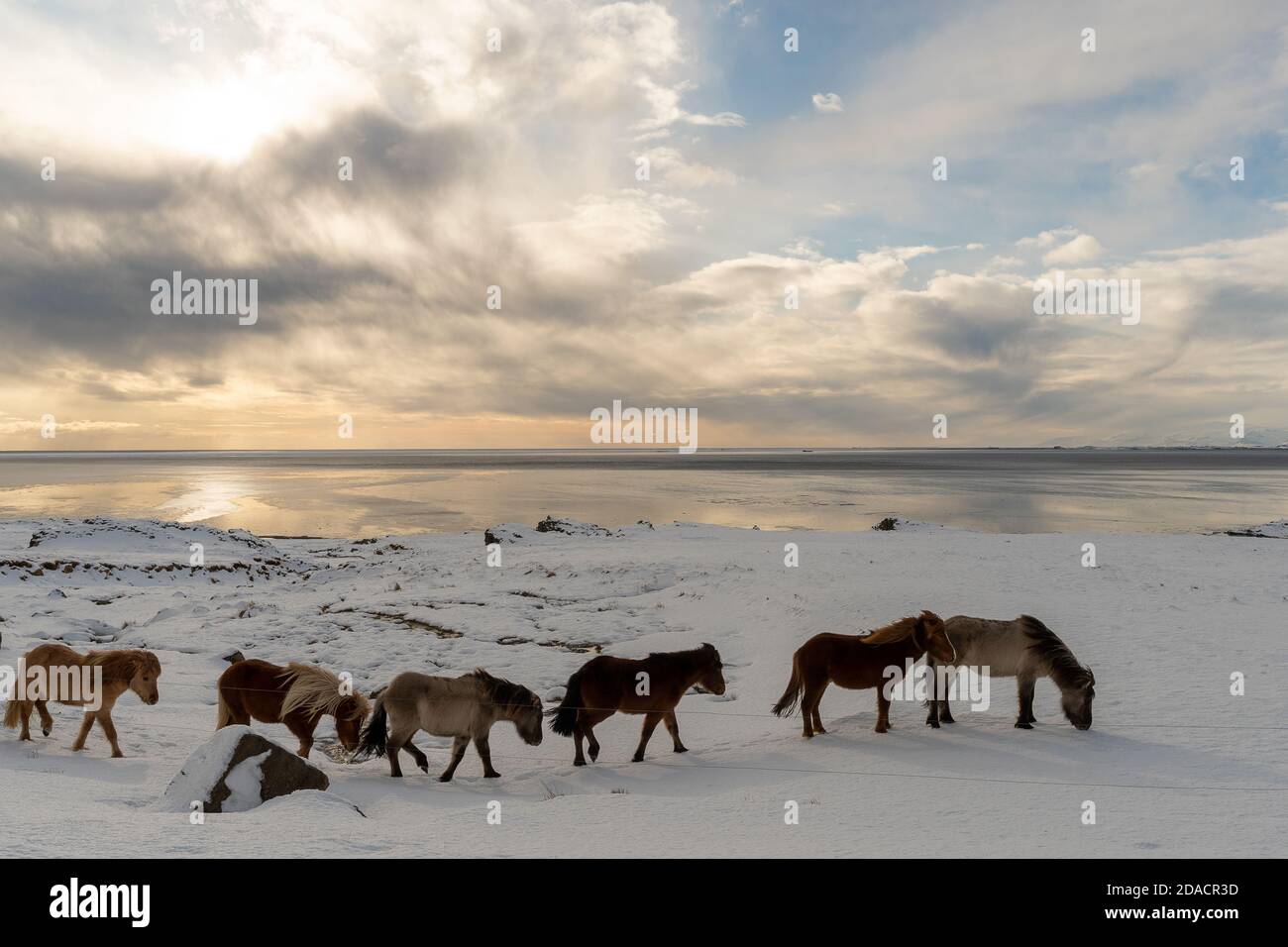 Group of Icelandic horses walking on the beach covered in snow during ...