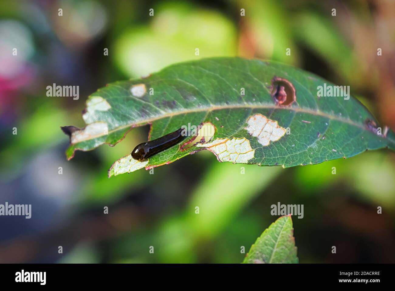 Macro of a pear slug skeletonizing foliage Stock Photo