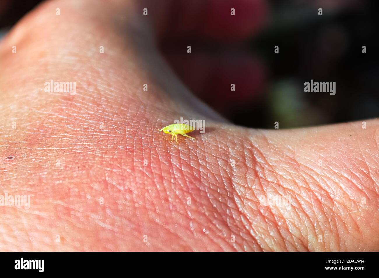 A tiny green spittlebug on the back of a hand Stock Photo