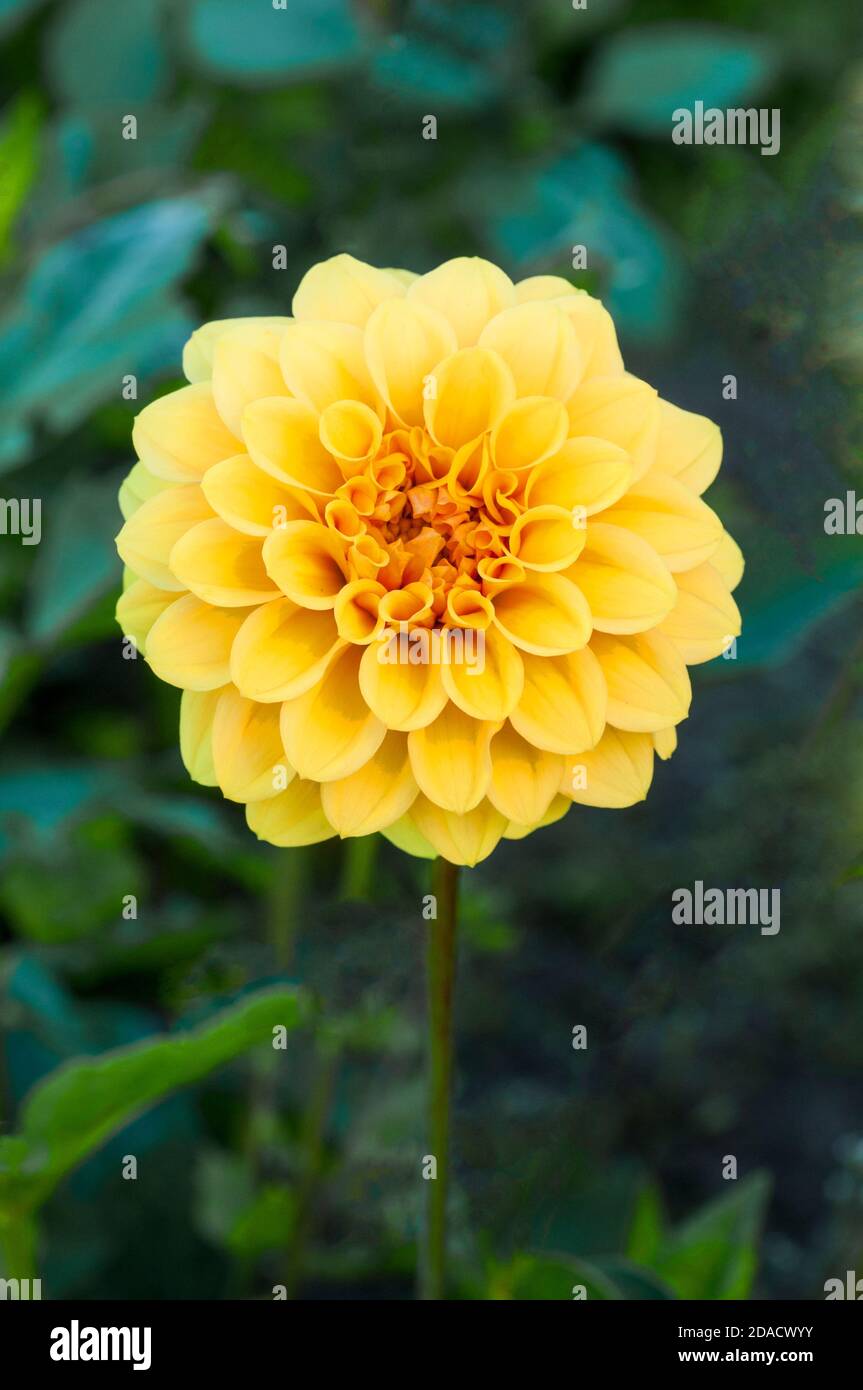 Close up of Dahlia Coup de Soleil a decorative dahlia  that is summer flowering  A tuberous plant that is deciduous and half hardy Stock Photo