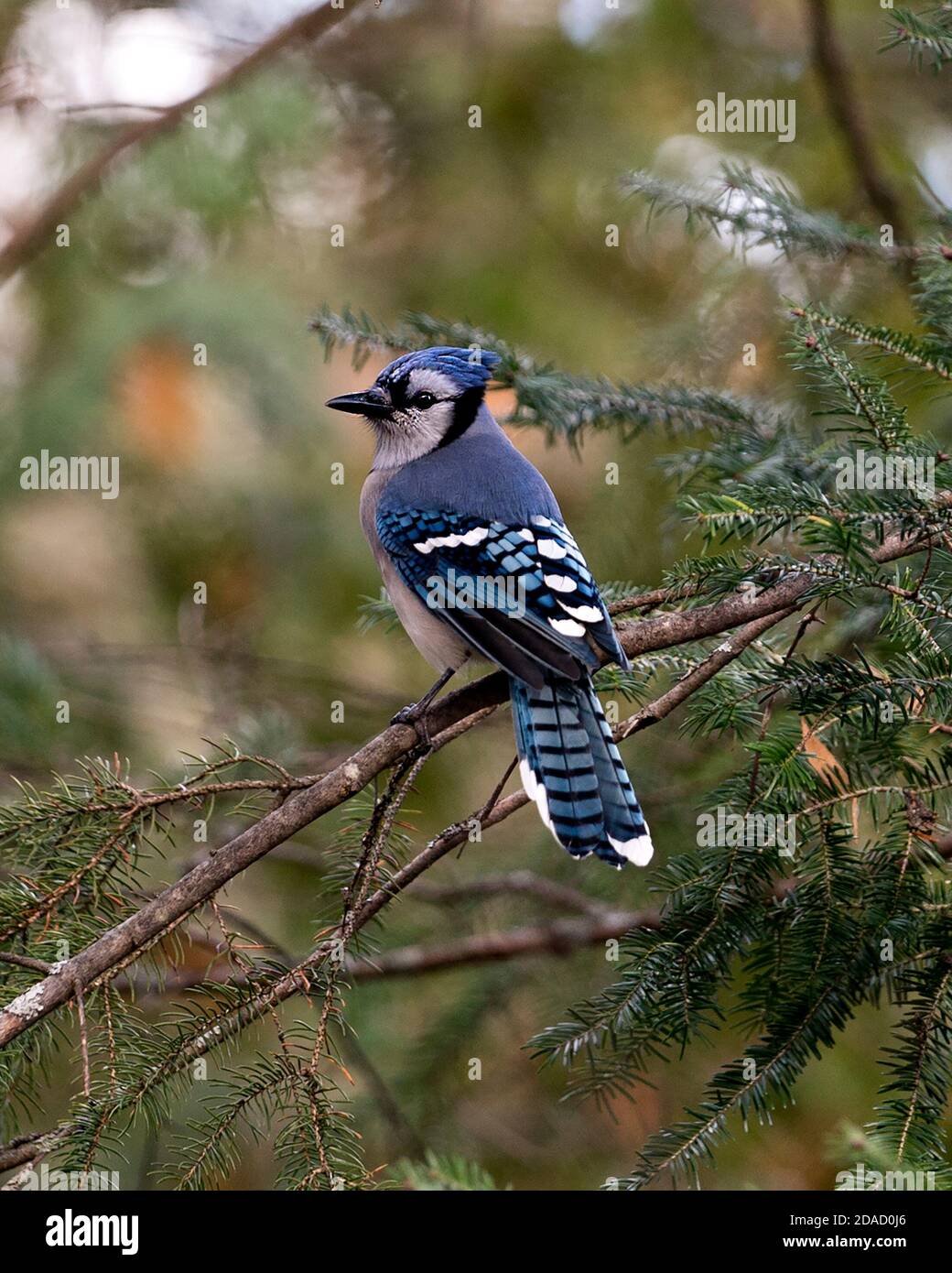 Blue Jay Perched On A Branch With Blur Background Displaying Blue Feather Plumage Wings Body Beak In Its Wild Environment And Habitat Stock Photo Alamy Blue Jay Perched On A Branch With Blur Background Displaying Blue Feather Plumage Wings Body Beak In Its Wild Environment And Habitat Stock Photo Alamy