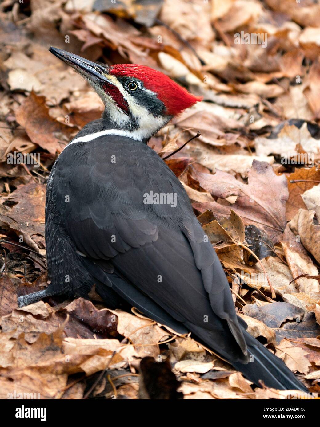 Woodpecker bird close-up profile view with a brown leaves background in its environment and habitat. Stock Photo