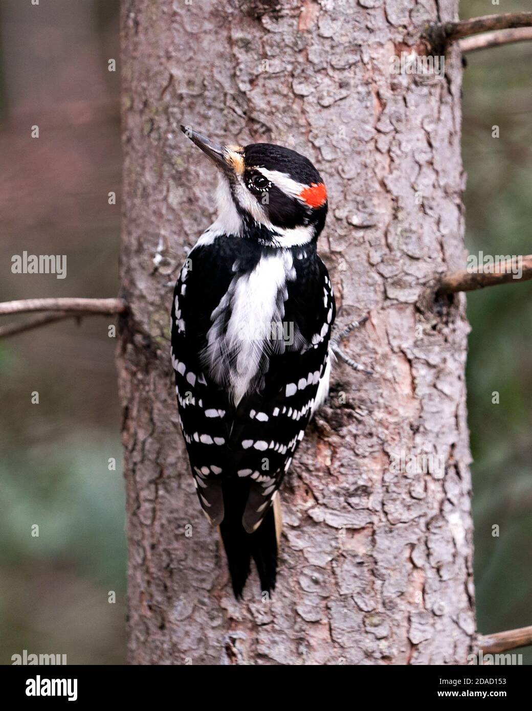 Woodpecker close up back profile view on a tree trunk with a blur background in its environment and habitat displaying white and black feather plumage Stock Photo