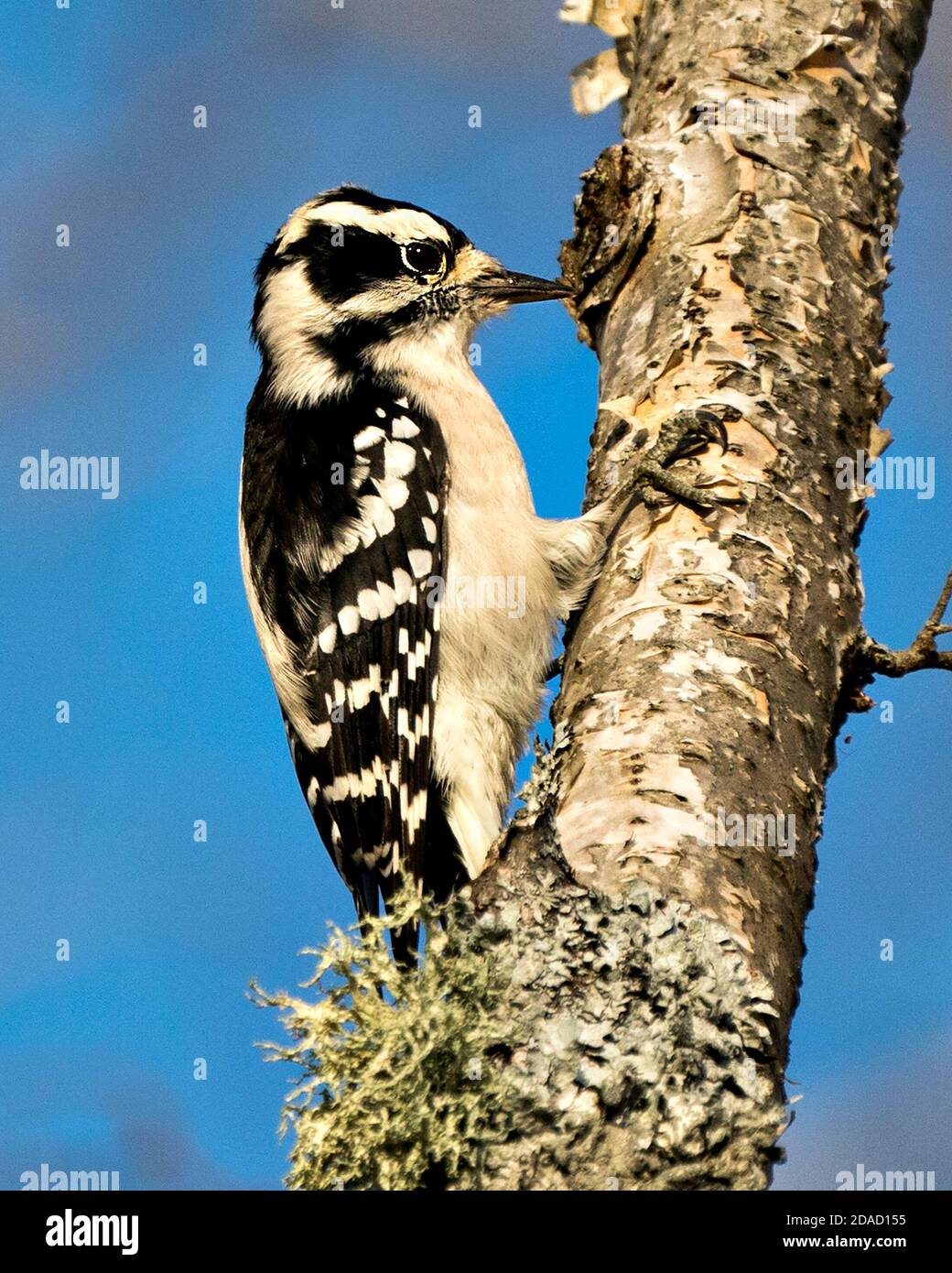 Woodpecker close up profile view on a yellow birch tree trunk with a blue sky blur background in its environment and habitat displaying white and blac Stock Photo