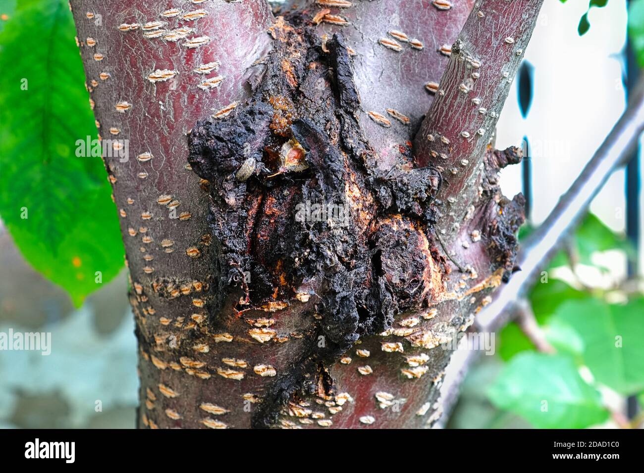 The festering bacterial canker wound on a cherry tree Stock Photo