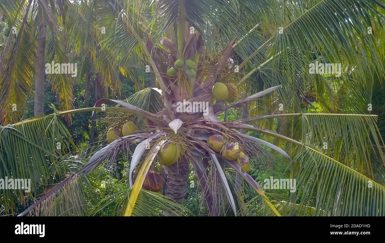 Coco palm tree on blue sky background. Sunny day on tropical island ...