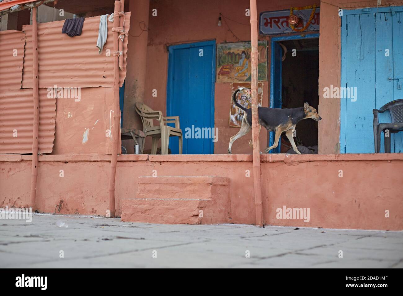 Varanasi, India, November 2015. A dog passes in front of a house in a