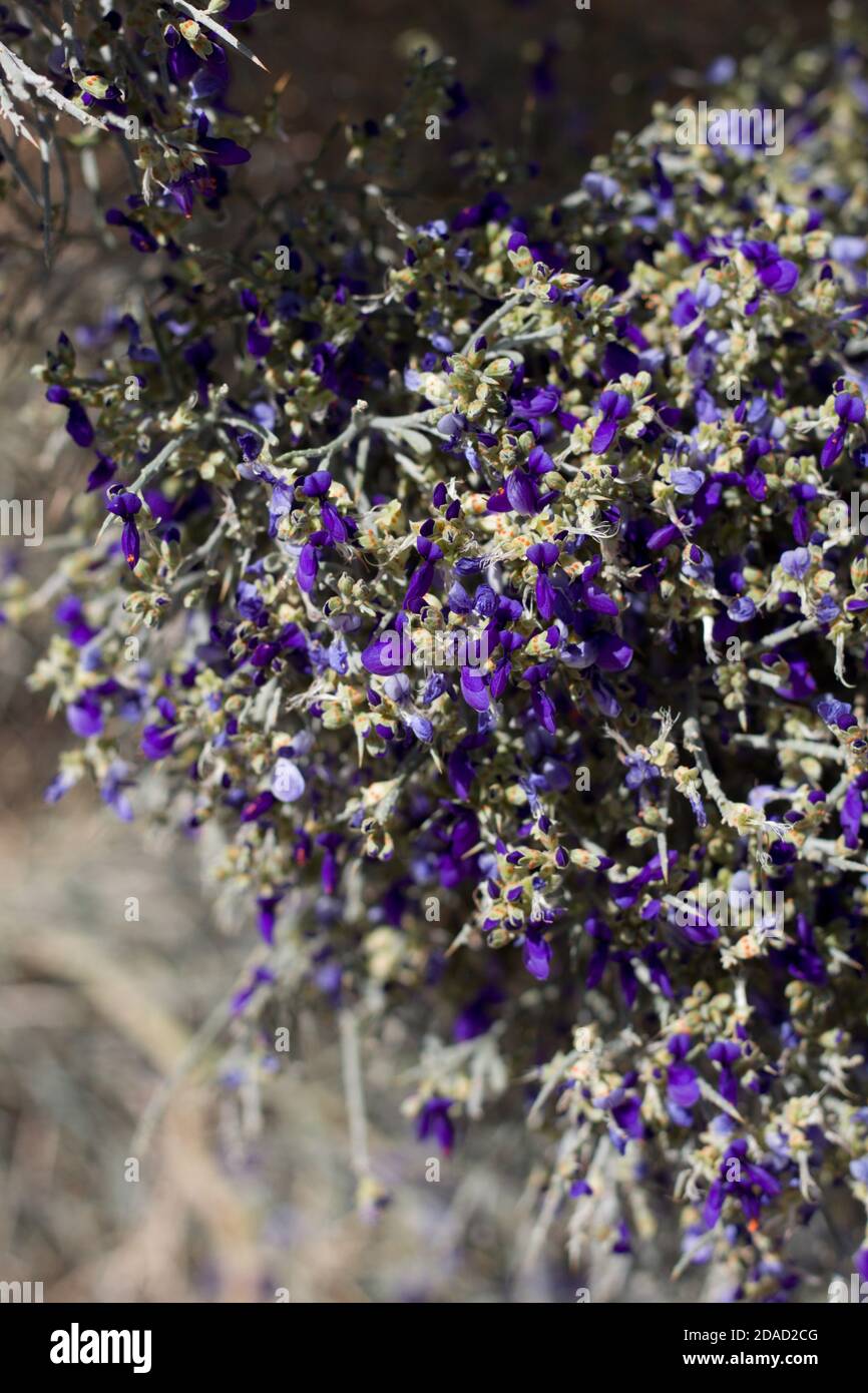 Purple spike inflorescences, Smoketree, Psorothamnus Spinosus, Fabaceae, native arborescent shrub, Twentynine Palms, Southern Mojave Desert, Summer. Stock Photo
