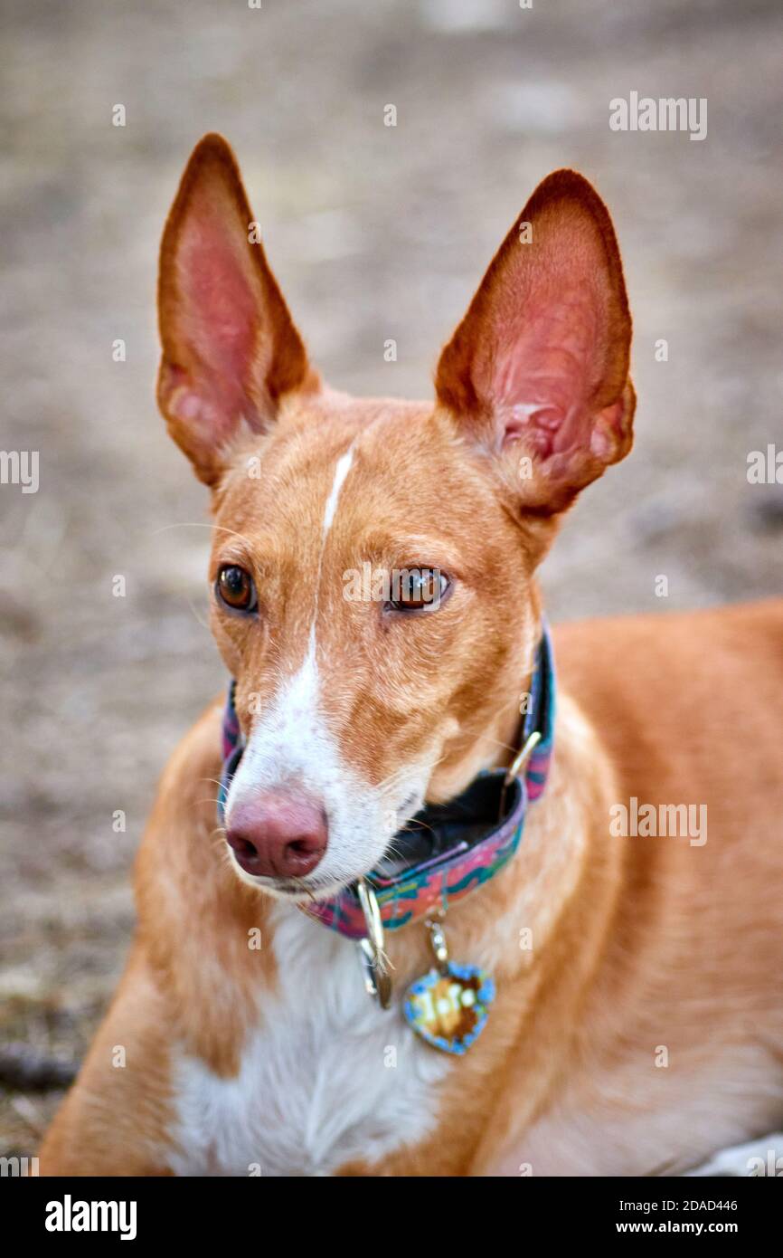 dog in nature in a campsite with very bright colors Stock Photo - Alamy