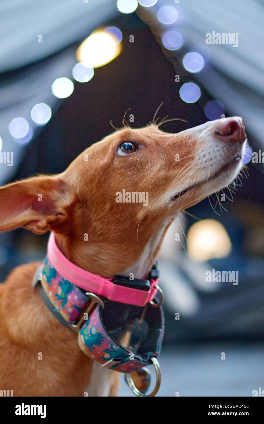 dog in nature in a campsite with very bright colors Stock Photo - Alamy